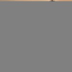 kingfisher-calendar-2010-febraury